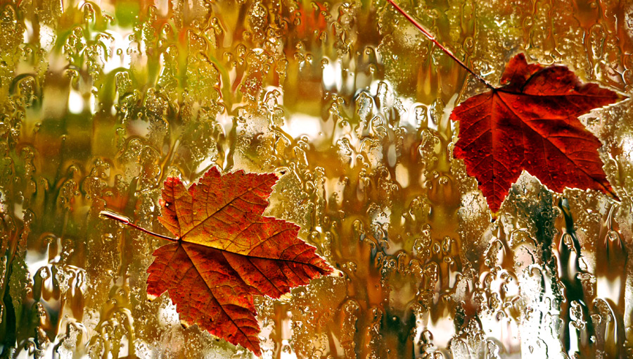Autumn maples leaves on a rainy window